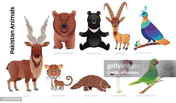 pakistan animals - greater flamingo stock illustrations