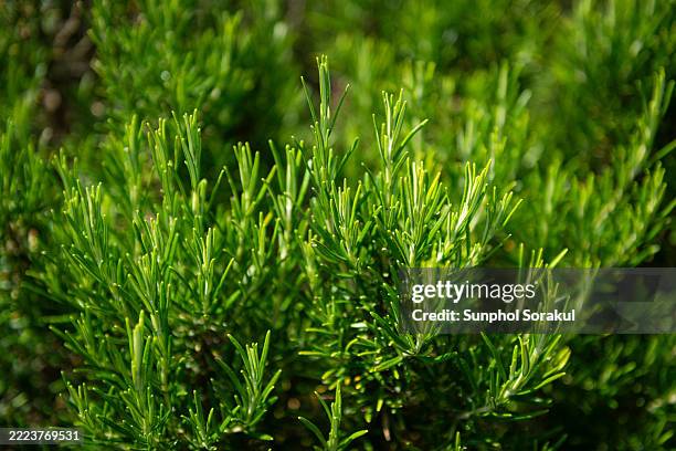 a close-up of a rosemary herb bush reveals slender green stems and needle-like leaves in a fragrant herb garden - rosemary stock pictures, royalty-free photos & images