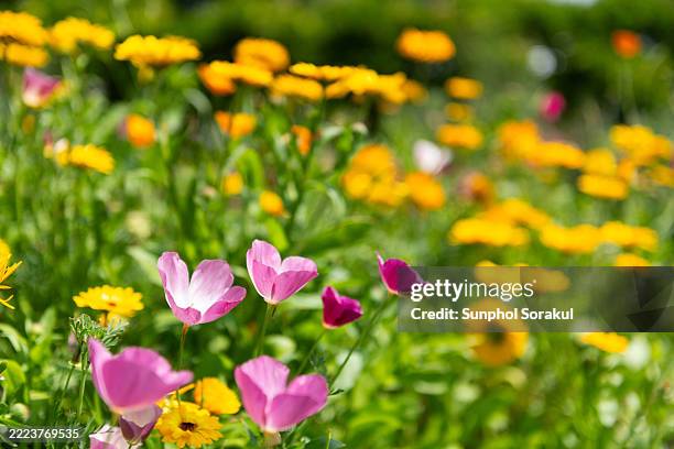 a close-up view of vibrant cosmos flowers showcases delicate pink and white petals swaying gently in the breeze in london, uk. - englischer garten stock-fotos und bilder