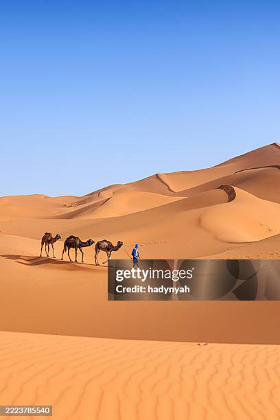 jeune culture touareg avec des chameaux sur sahara occidental en afrique - erg chebbi photos et images de collection