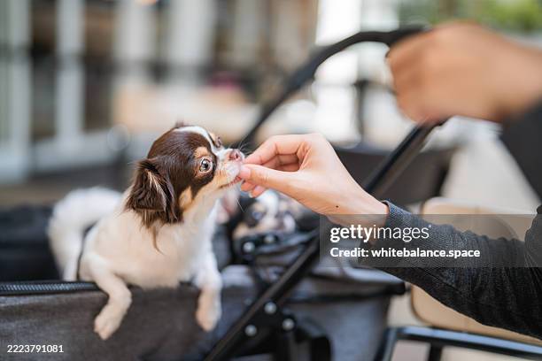 woman giving food to her dog in the stroller - adulation stock pictures, royalty-free photos & images