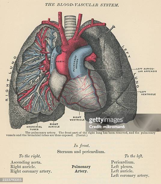 old engraved illustration of the pulmonary trunk or the main pulmonary artery, the large artery that carries deoxygenated blood from the heart's right ventricle to the lungs - human lung stock pictures, royalty-free photos & images