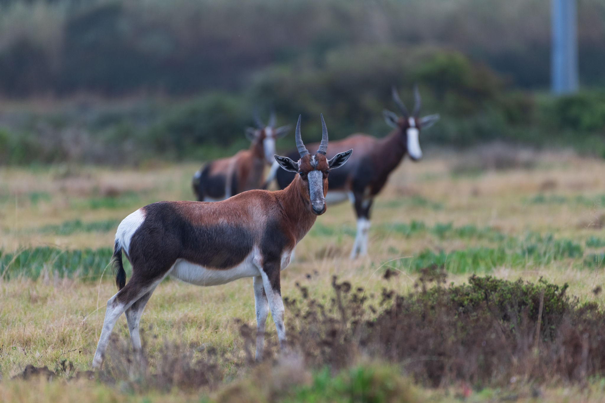 western cape wildlife