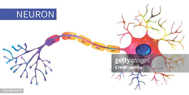 vector illustration of a neuron. - medulla stock illustrations