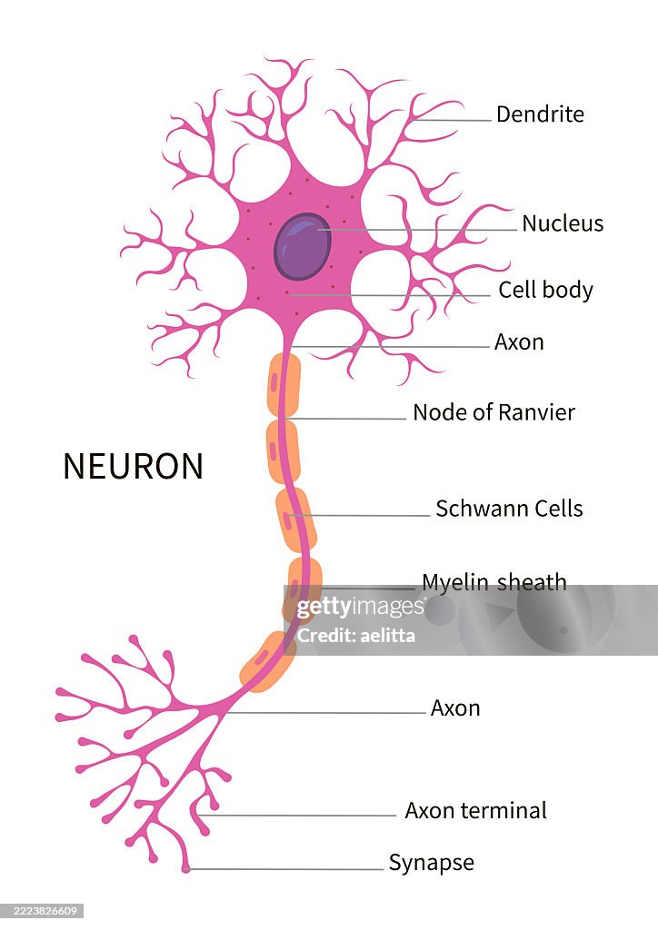 Vektorillustration eines Neurons.