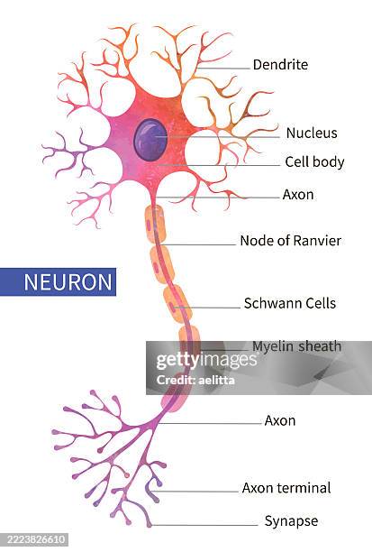 vector illustration of a neuron. - medulla stock illustrations