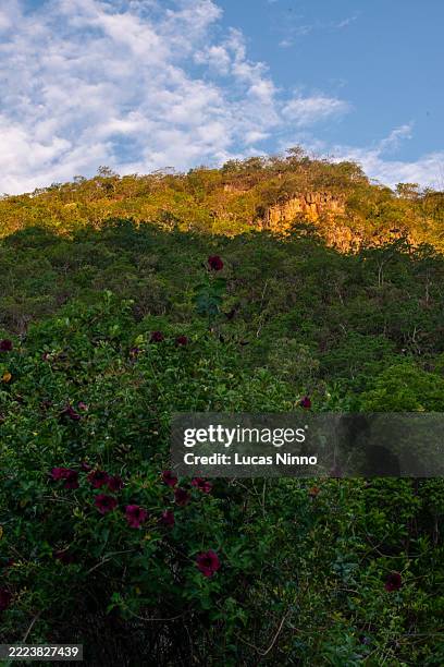 cerrado vegetation and sandstone - hardscape stock pictures, royalty-free photos & images