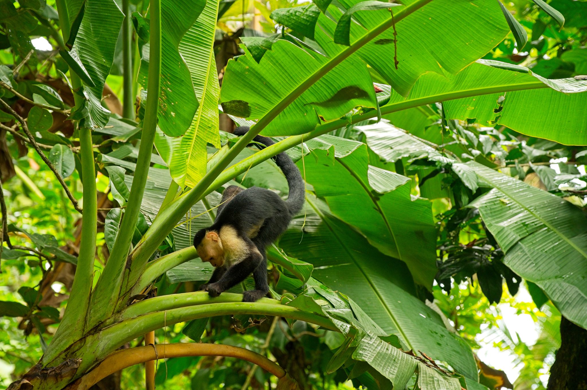 monkeys costa rica