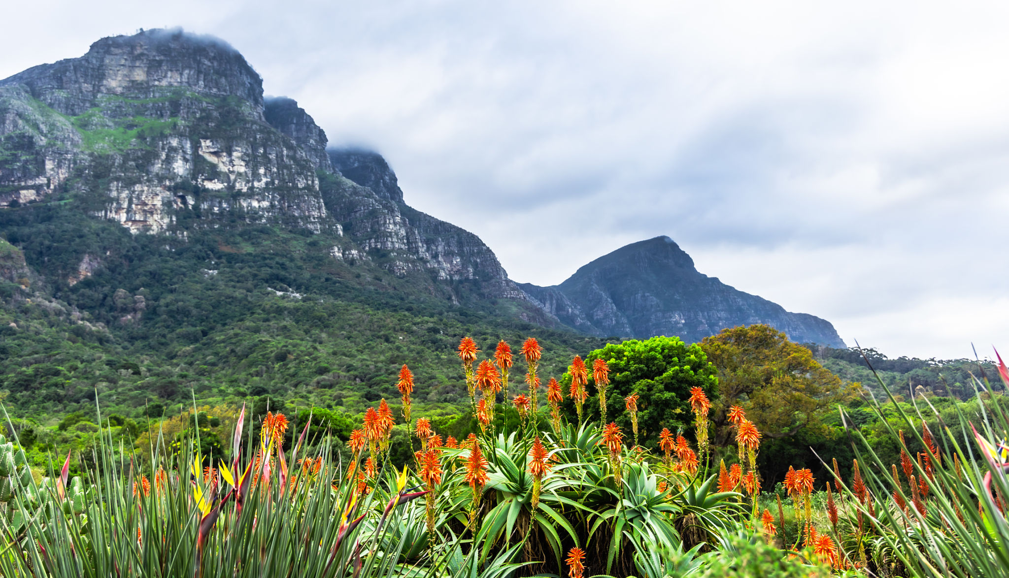kirstenbosch garden