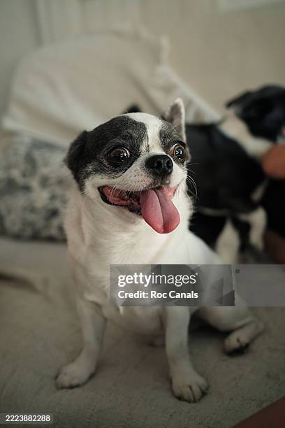 Happy Black And White Chihuahua Dog Sitting On A Sofa Indoors High