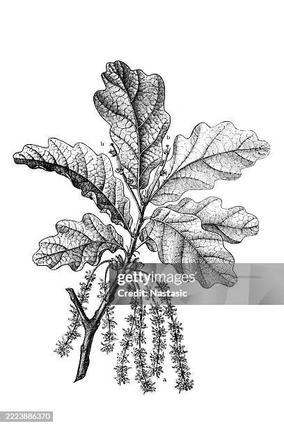 european oak (quercus robur, or quercus pedunculata), with male (a) and female (b) blossoms - oak leaf stock illustrations