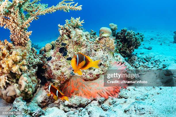 coral reef underwater scene with anemone and two anemonefish fish clownfish. scuba diver point of view. - red sea stock pictures, royalty-free photos & images