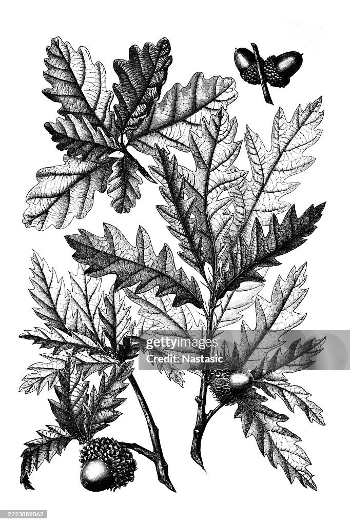 Sessile oak leaf (Quercus petraea)