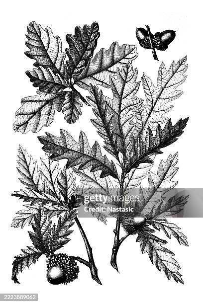 sessile oak leaf (quercus petraea) - ancient oak stock illustrations