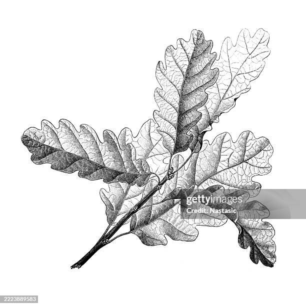 traubeneiche (quercus petraea oder quercus sessiliflora) - eichenblatt stock-grafiken, -clipart, -cartoons und -symbole