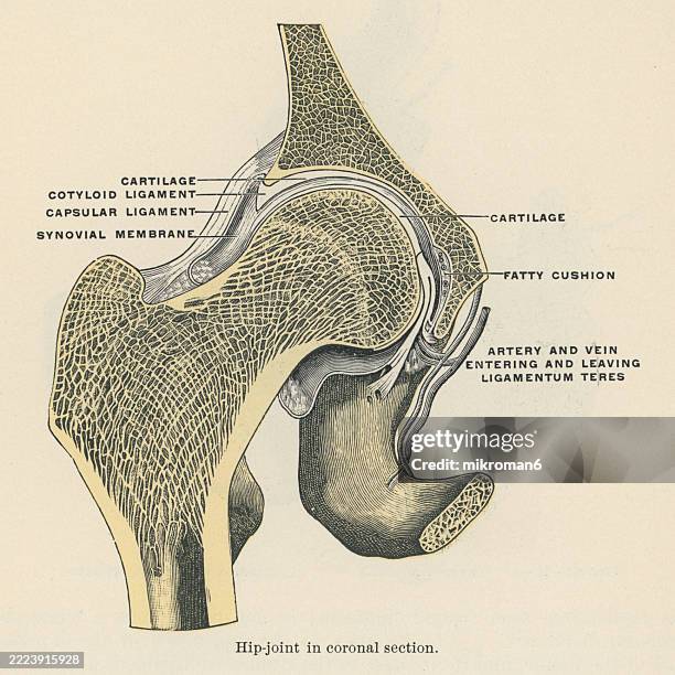 Hip Function 5,339 Hip Anatomy Stock Photos, High-Res Pictures, and Images - Getty ...