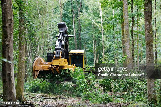 trees cutting in seine et marne, france - ontbossing stockfoto's en -beelden