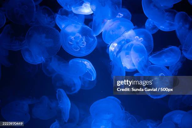 close-up of jellyfish swimming undersea,stralsund,germany - stralsund stock pictures, royalty-free photos & images