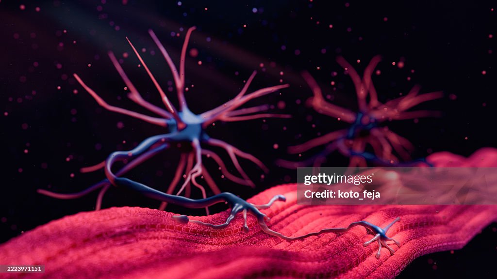 Jonction neuromusculaire