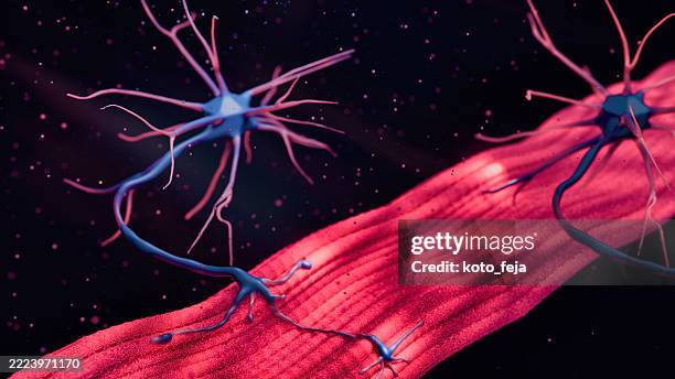 neuromuscular junction - neurotransmitter stock pictures, royalty-free photos & images