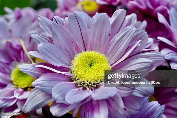 47 Chrysantheme Stock Photos and High-Res Images