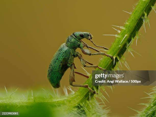 close-up of nettle weevil insect on nettle plant - angi stock pictures, royalty-free photos & images