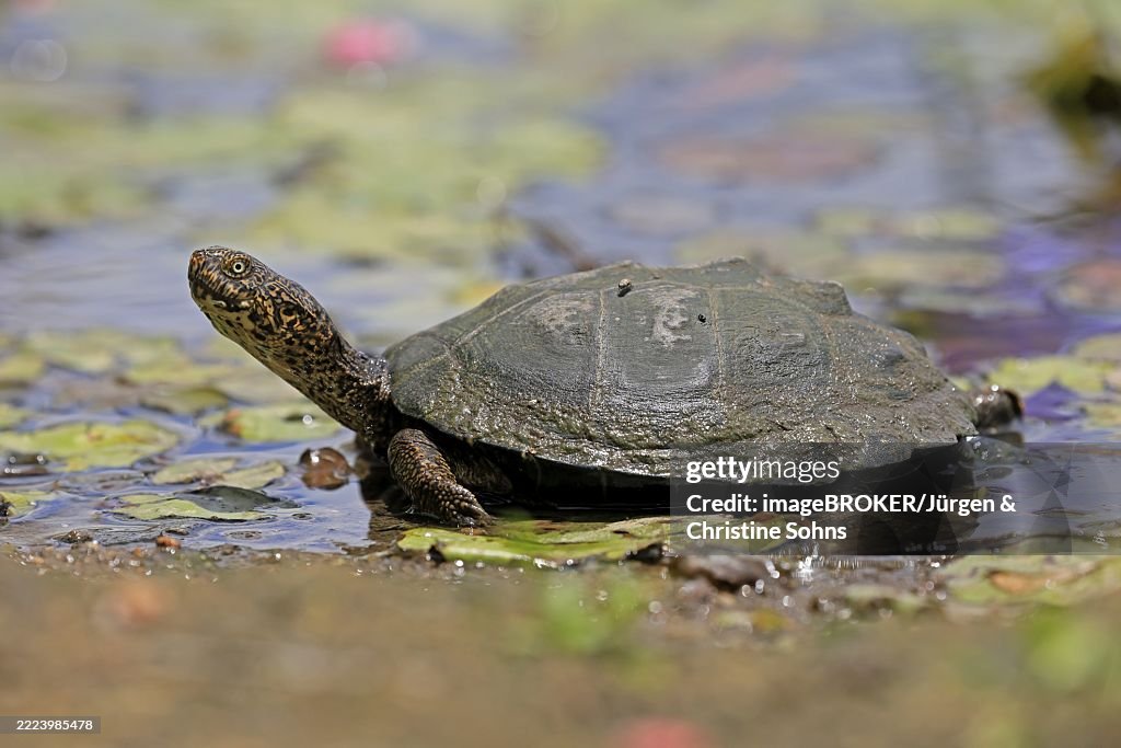 Pan Hinged Terrapin (Pelusios subniger), adult, in water, Kruger, Kruger National Park, South Africa, Africa