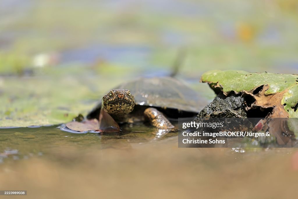 Pan Hinged Terrapin (Pelusios subniger), adult, in water, Kruger, Kruger National Park, South Africa, Africa