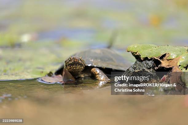 Pan Hinged Terrapin Adult In Water Kruger Kruger National Park South Africa Africa High-Res Stock Photo