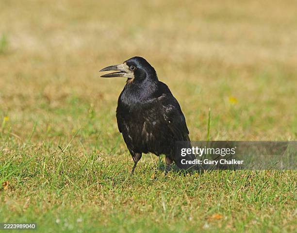 Indian Rook 4,635 The Rook Stock Photos, High-Res Pictures, and Images - Getty Images