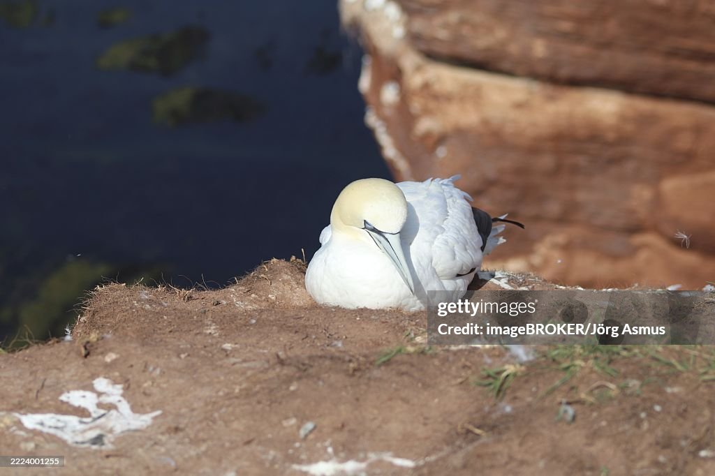 Basstölpel (Morus bassanus), Ein Basstölpel sitzt an einer Klippenkante und schläft, Helgoland, Deutschland, Europa