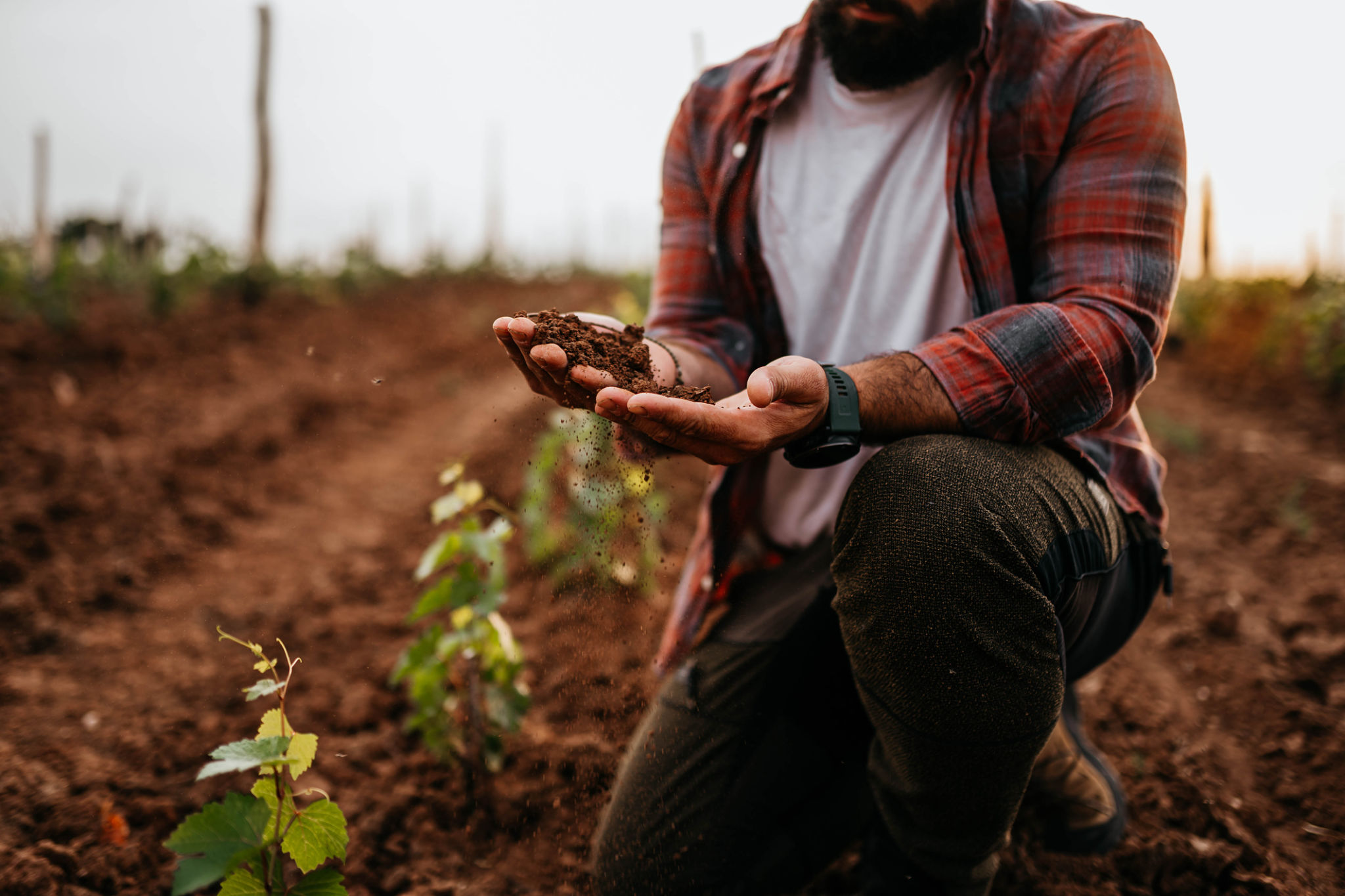 soil vineyard