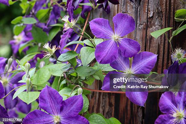 gorgeous purple clematis in bloom - clematis stock pictures, royalty-free photos & images