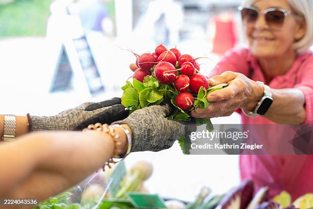 senior woman shopping at local farmer's market, handing a bunch of radishes to vendor - mercado de produtos agrícolas imagens e fotografias de stock
