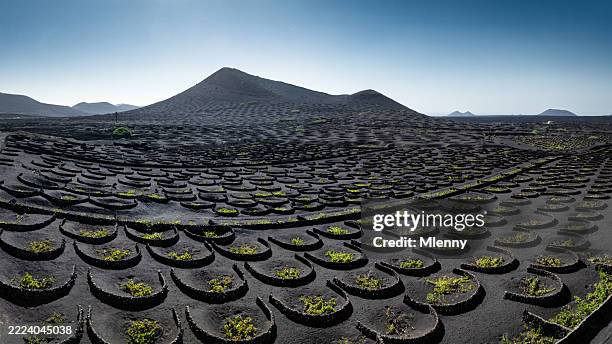 lanzarote vulkanische weinberge drohne ansicht la geria kanarische inseln spanien - insel lanzarote stock-fotos und bilder