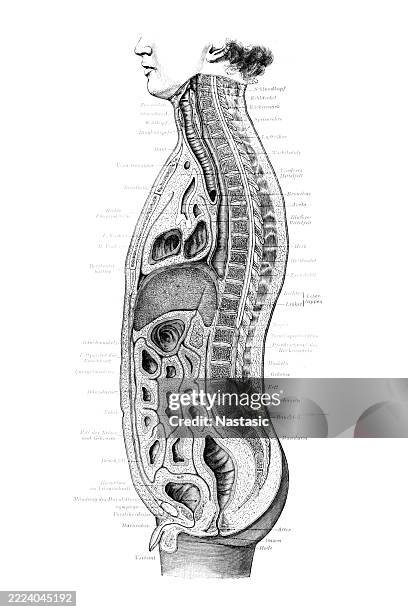 menschliches verdauungssystem. magen-darm-trakt sowie die akzessorischen verdauungsorgane (zunge, speicheldrüsen, bauchspeicheldrüse, leber und gallenblase) - human-digestive-system-diagram stock-grafiken, -clipart, -cartoons und -symbole