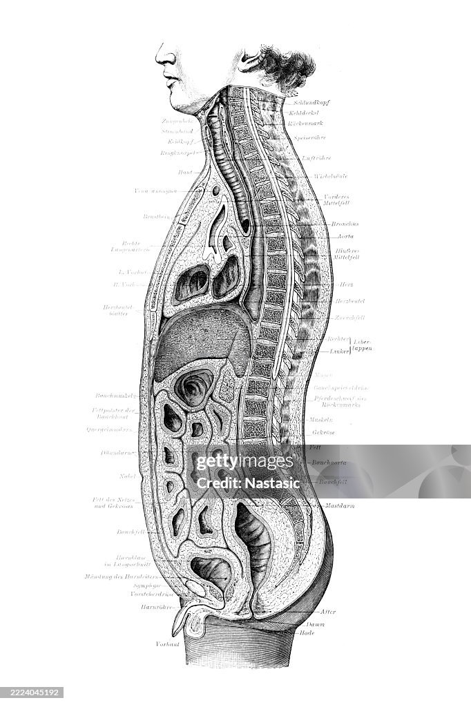 Human digestive system. gastrointestinal tract plus the accessory organs of digestion (the tongue, salivary glands, pancreas, liver and gallbladder)