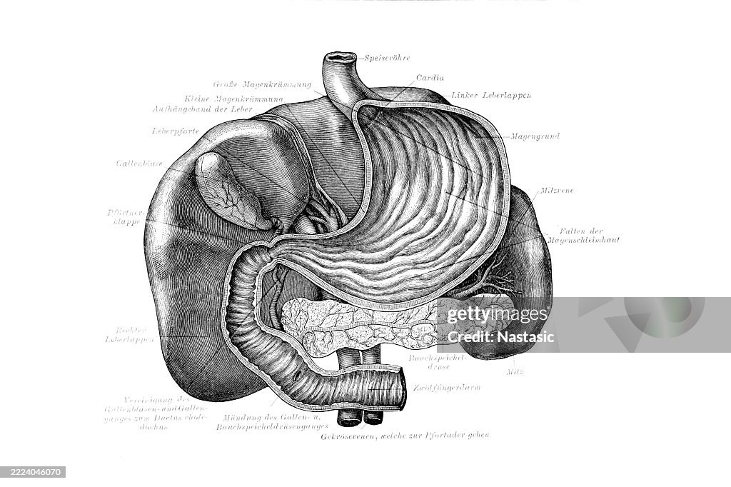 The stomach (open) and the large glands of the digestive system