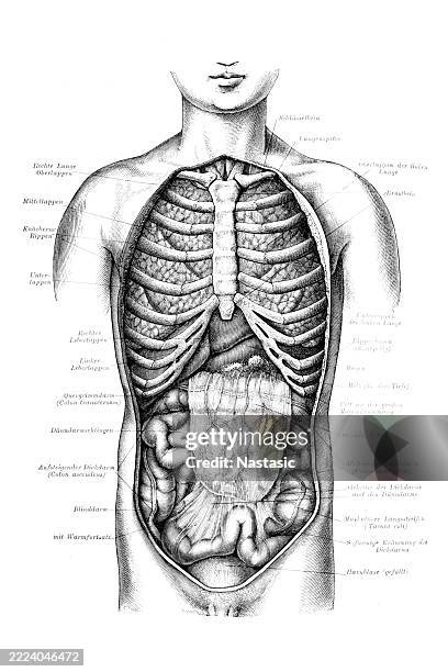 bauch digestive system - human-digestive-system-diagram stock-grafiken, -clipart, -cartoons und -symbole