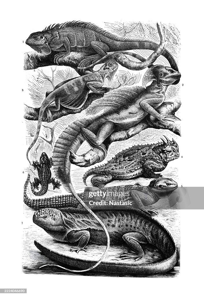 Lizards