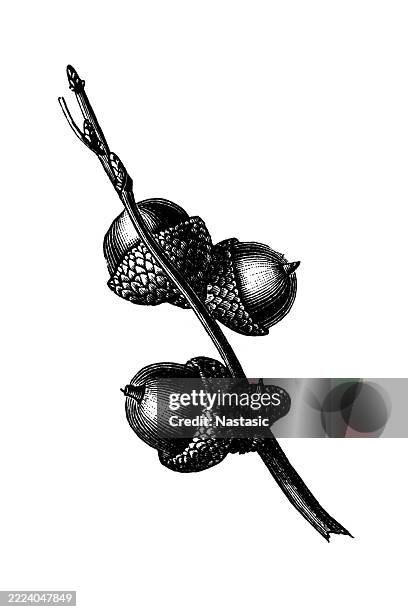 pin oak (quercus palustris) acorn - white oak background stock illustrations