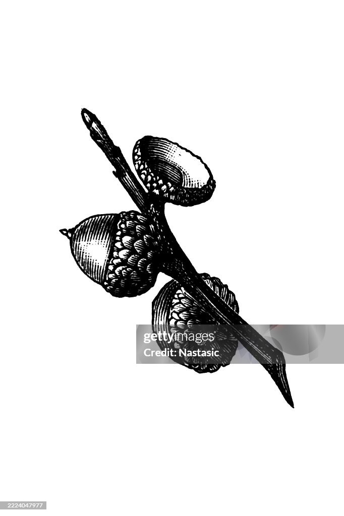 Willow oak (Quercus phellos) acorn