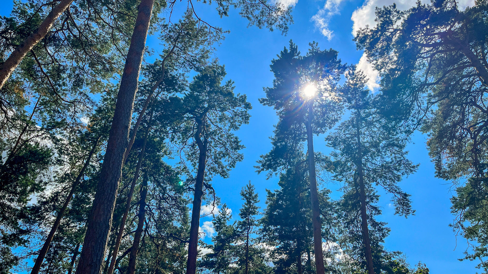 greenwood summer