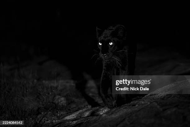 a black panther, leopard, prowls stealthily in the dark with glowing eyes, creating an eerie atmosphere. laikipia, kenya - leopard stalking stock pictures, royalty-free photos & images