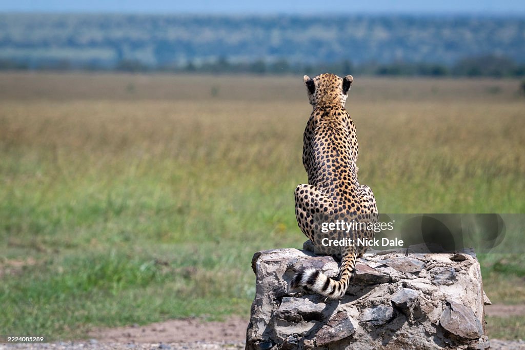 Cheetah sitting on a rock gazing over a vast grassy plain under a clear blue sky. Laikipia, Kenya
