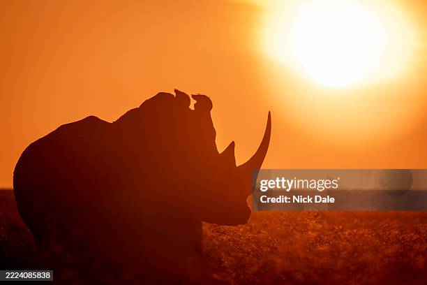 silhouette of a black rhinoceros under a vivid orange sunset in a grassy savannah. laikipia, kenya - grote-vijf-wilde-dieren stockfoto's en -beelden