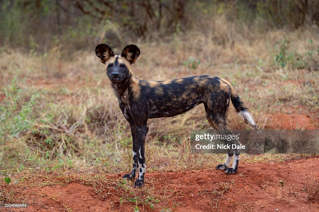 African wild dog standing alert on red earth with dry grass background. Taita-Taveta, Kenya