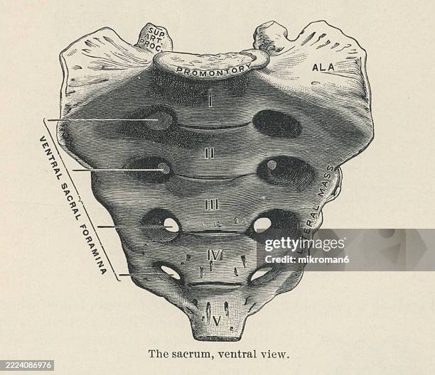 Human Bone Triangular Like 148 Base Of Spine Stock Photos, High-Res Pictures, and Images - Getty ...
