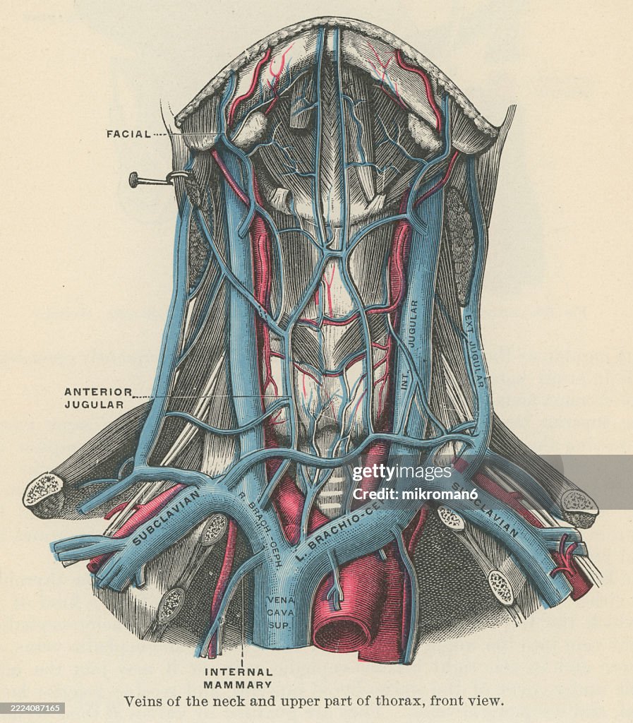 Old engraved illustration of human circulatory system - the neck and upper thorax (the internal, external, and anterior jugular veins, as well as the subclavian and brachiocephalic veins, ultimately leading to the superior vena cava)