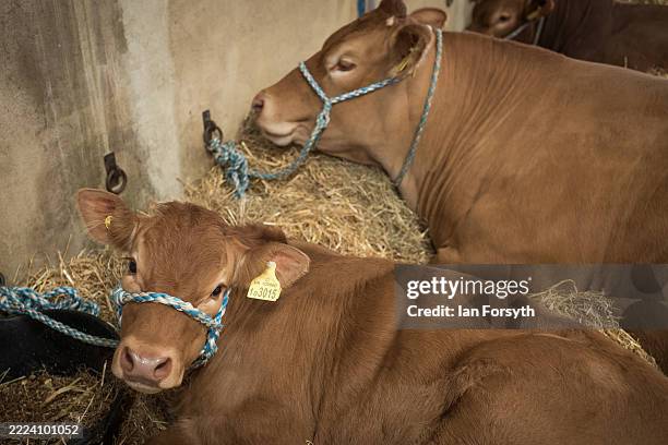 Dairy cows lie down in their cow shed during the first day of the 166th Great Yorkshire Show on July 08, 2025 in Harrogate, England. Held at the...